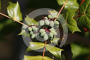 Oregon Grape Mahonia Aquifolium photo