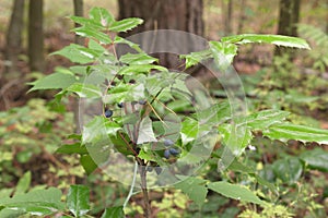 Oregon grape mature dark bluish-black berries on top of shrub