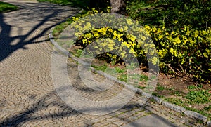 Oregon grape with pinnate leaves consisting of spiny leaflets, and dense clusters of yellow flowers in early spring, followed by d