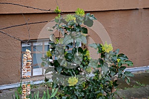 Oregon grape with pinnate leaves consisting of spiny leaflets, and dense clusters of yellow flowers in early spring, followed by d