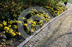 Oregon grape with pinnate leaves consisting of spiny leaflets, and dense clusters of yellow flowers in early spring, followed by d