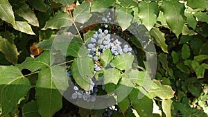 Oregon Grape Plant