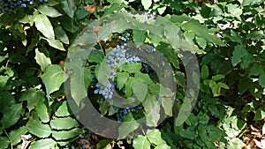 Oregon Grape Plant