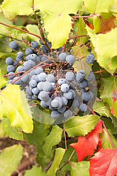 Un grano de vino planta detallado 