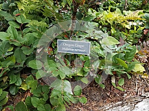 Oregon grape sign on plant with green leaves