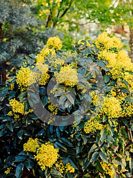 Oregon Grape with yellow flowers in spring, close up view of mahonia