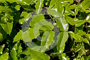Closeup of Mahonia aquifolium leaves photo