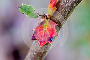 Oregon Grapeleaf Trio on Stem 02