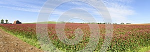 Oregon Grown Crimson Clover, Willamette Valley, Marion County