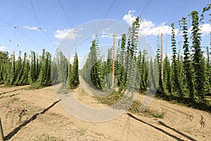 Oregon Grown Hops, Mid-Willamette Valley, Polk County Oregon