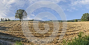 Oregon Grown Ryegrass Harvest in the Mid-Willamette Valley, Marion County