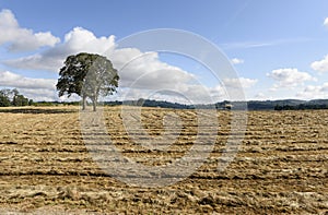 Oregon Grown Ryegrass Harvest in the Mid-Willamette Valley, Marion County photo