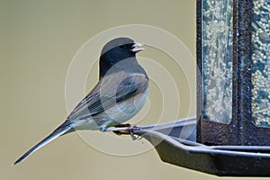Oregon Junco