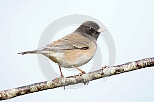 Oregon Junco