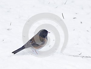 Oregon Junco Bird In Snow