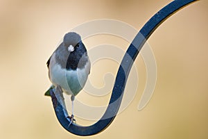 Oregon Junco (Junco hyemalis oreganus)