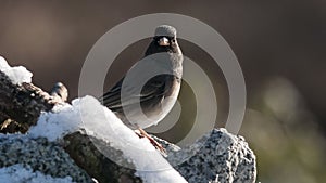Oregon Junco (Junco hyemalis)