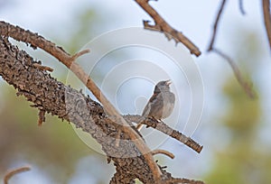Oregon Junco Singing in the Trees