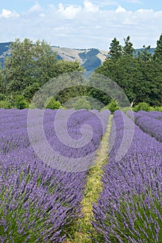 Oregon Lavender Flower Fields