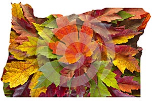 Oregon Maple Leaves Mixed Fall Colors Background USA