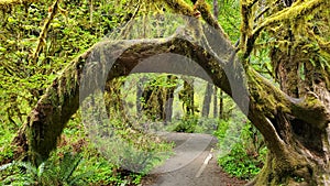 Oregon rainforest tree