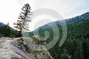 Oregon Rock Outcropping in Forest photo