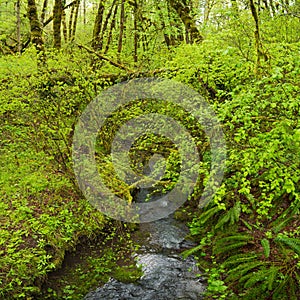 Oregon`s Shades of Green