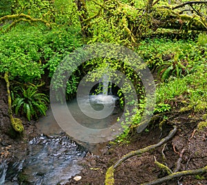 Oregon`s Shades of Green