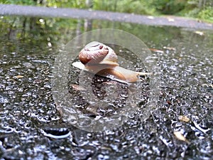 Oregon snail on a trail