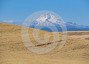 Oregon Soft White Wheat Ready to Harvest