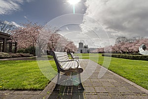 Oregon State Capitol Building with Cherry Blossom Trees