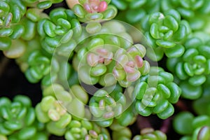 Oregon stonecrop plant, Sedum oreganum