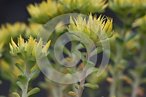 Oregon stonecrop, Sedum oreganum, yellow flowers