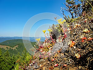 Oregon summer mountaintop on Mount June