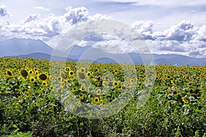 Oregon sunflowers and the Blue Mountains