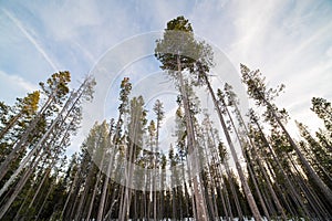 Oregon tall pine forest view