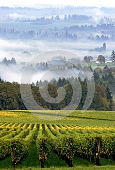 Weinberge in Kürze morgen Nebel 