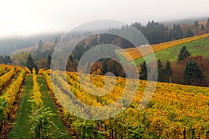 Oregon Vineyard in Fall Season USA America