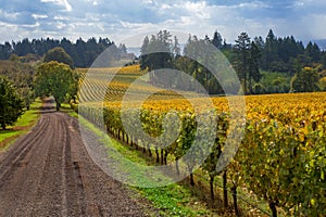 Oregon Vineyard in Willamette Valley