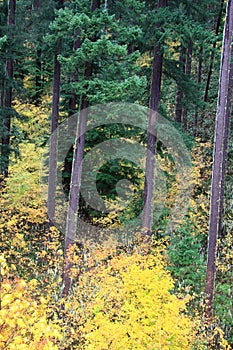 Oregon Wilderness Fall Colors