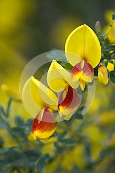 Oregon Wildflowers