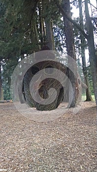 Orenco Woods Vine Sculptures photo