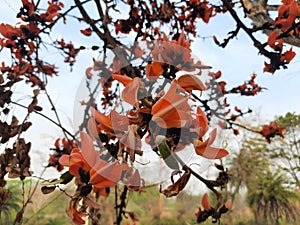 Orenge Butea monosperma flowers in tree.