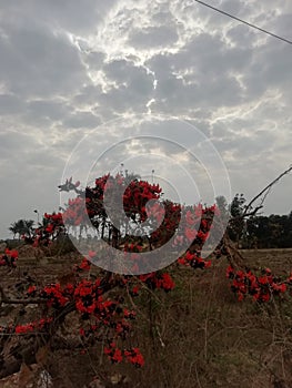 Orenge flowers so beautiful neture art photo