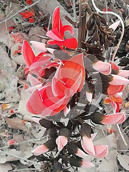 Orenge flowers so beautiful neture tree photo