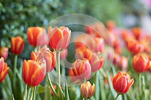 Orenge tulip flowers in the garden