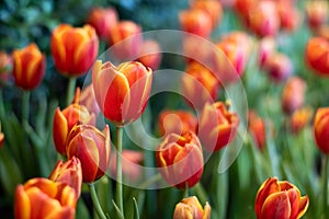 Orenge tulip flowers in the garden.Solf focus for background