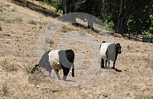 Oreo cookie cows in the pasture photo