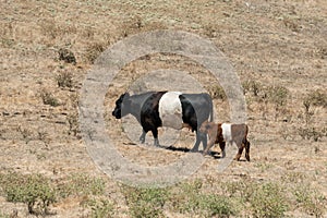 Oreo cookie cows, two colors photo