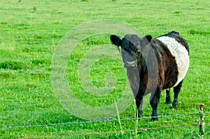 Oreo Cow in Green Pasture